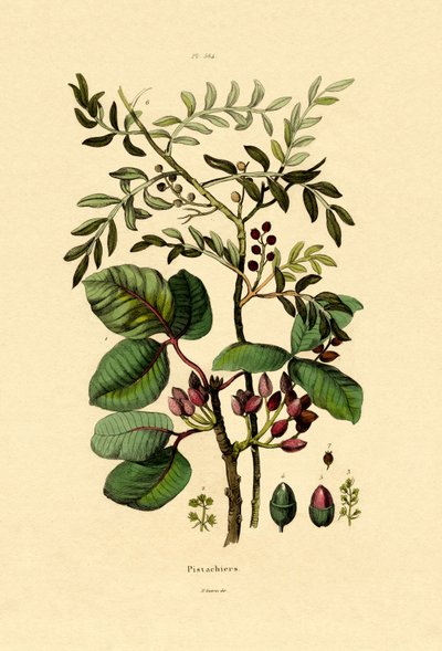 Pistacho de French School